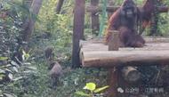 雄孔雀求偶頻繁開屏被長臂猿拔毛，動物園回應