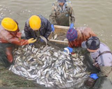 以魚凈水，以魚護水！合肥翡翠湖又添兩萬“新住客”