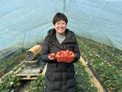 蚌埠市淮上區小蚌埠鎮：草莓映“紅”致富路
