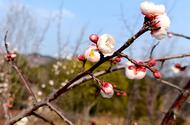 潛山：天柱梅花始盛開 芳香馥郁引客來