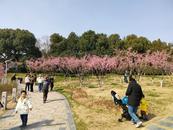 合肥天鵝湖邊梅花盛開，市民在“畫卷”中散步游玩