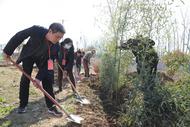 濉溪縣四鋪鎮：人大代表植樹造林 為家鄉增綠添彩