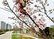 阜陽櫻花季開啟