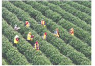 銅陵：春茶飄香采摘忙
