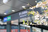 ?不是景區去不起，而是地鐵口賞花更有性價比  市民提名多個“合肥最美地鐵站”
