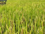 安徽省發(fā)改委：2024年稻谷最低收購價公布