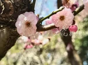 合肥植物园梅花盛开 周末天气晴朗 不少市民踏青赏花