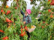 宜秀區白澤湖鄉芭茅村：按下農文旅“加速鍵”，賦能鄉村振興