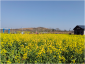 六安市椿樹鎮：油菜春管正當時