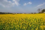 懷寧縣江鎮(zhèn)鎮(zhèn)：油菜花開美如畫