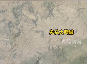 银屏山溪流中现新鱼种 系首次在巢湖发现  专家：为清水的指示物种