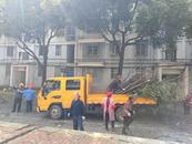 宜秀區大龍山鎮中心社區：黨建引領辦實事 修剪樹枝為民解憂 