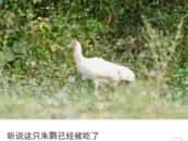 江西一男子捕殺“國(guó)寶”朱鹮給母親煲湯治病？當(dāng)?shù)鼗貞?yīng)