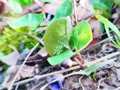 “國寶”再現！中華虎鳳蝶“安居”巢湖