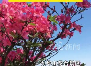 春游江淮请您来|池黄高铁预计四月底开通 池州诚邀游客来赏三花一茶