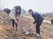 懷寧縣江鎮鎮：手植新綠 不負春光