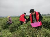 懷寧雷埠鄉：采摘新茶促振興