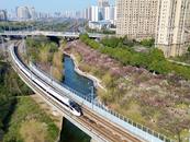 合肥春日里別樣的風景線：“復興號”穿越花海（圖）