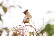 淮南“鳥叔”新發現，太平鳥首次來淮做客