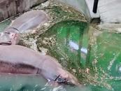 沈陽(yáng)森林動(dòng)物園回應(yīng)河馬館水池發(fā)綠：有定期換水，河馬本身排泄物較多