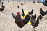 淮北市濉溪縣四鋪鎮：林下養殖鳳雞鳴 唱出農業致富歌