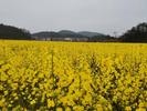 怀宁县雷埠乡：油菜花开遍地金