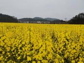 懷寧縣雷埠鄉(xiāng)：油菜花開遍地金
