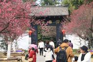 ?合肥植物園梅花盛開 天氣晴市民賞花忙（組圖）
