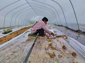 宜秀區白澤湖鄉大楓社區：大棚西瓜栽種忙 “甜蜜”產業促振興 