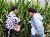 淮北市杜集區礦山集街道發展“一村一品”特色經濟