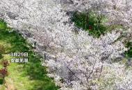 蕪湖六郎花海綻放引客來