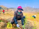 怀宁县洪铺镇：春耕好时节 茶叶种植忙