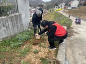 [網絡中國節·清明]懷寧縣江鎮鎮：扎實推進“搖錢樹”工程