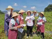宜秀區楊橋鎮：“四個抓手”全力保障糧食安全