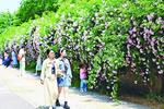 蚌埠：网红花墙美出圈