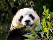“福寶”今日回國，不滿4歲還不能談戀愛