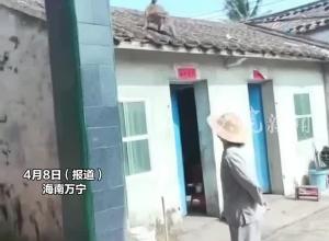 野猴闯入海南万宁民宅伤人
村支书：致9人受伤
其中4人住院治疗