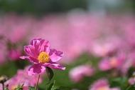 春游江淮請你來 | 亳州萬畝芍藥進入盛花期 