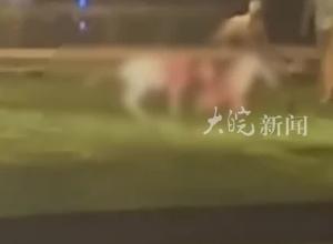 武汉一小区内深夜斗狗 两狗咬得满脸是血 主人还在撺掇？  民警：已做笔录 可能会作出处罚