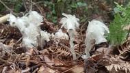 “冥界之花”！江西景德鎮發現近危級珍稀植物