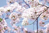 人間四月春 風起正清明 淮南這個清明節(jié)沒有降水適宜出游