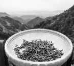 江红波：当年放茶假的人回家了