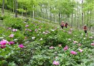 巢湖市東庵森林公園：芍藥綻紅綃 芬芳溢滿園