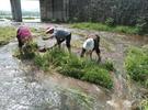 怀宁县雷埠乡：清理沟渠助防汛 未雨绸缪保畅通