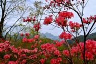 黄山区汤口镇：高山杜鹃花海惹人醉