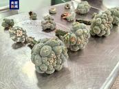 海关截获12株强致幻性多肉 照片曝光