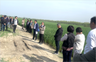河溜鎮：統防統治抓好小麥赤霉病防控 保障夏糧豐產豐收