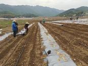 宜秀區羅嶺鎮小龍山社區：做大做強辣椒產業，助力鄉村振興 