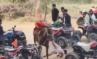 河南滎陽一男童騎馬時被馬拖行數百米 男童父親：孩子已去世