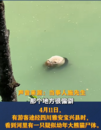 四川雅安河道現大熊貓尸體，初查死因公布